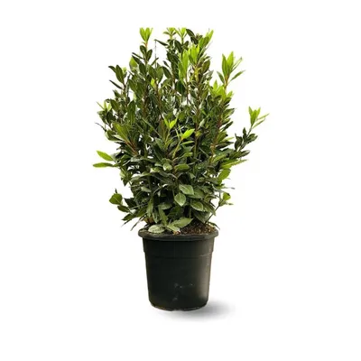 Image de Laurier sauce - laurus nobilis - ↕ 100-110 cm - ⌀ 22 cm - plante d'extérieur