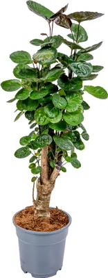 Zdjęcie produktu dla Bloomique - Polyscias Fabian - Aralia - Rośliny doniczkowe - Oczyszczające powietrze - Przyjazne dla zwierząt - Łatwe w utrzymaniu - Wysokość 50-60 cm - Doniczka 17 cm
