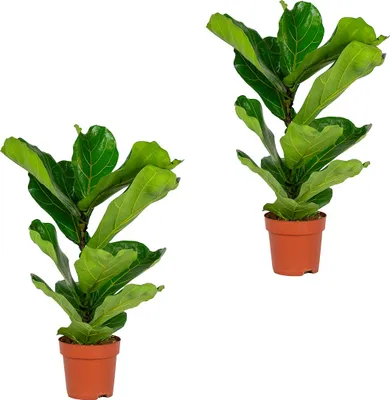 Zdjęcie produktu dla Bloomique - Zestaw 2 szt. - Ficus Lyrata - Roślina lirolistna - Rośliny doniczkowe - Oczyszczające powietrze - Łatwe w utrzymaniu - Wysokość 50-60 cm - Doniczka 17 cm