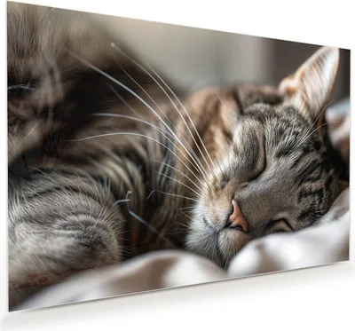 Produktbild von Glasbild 120x80cm in XXL für Wohnzimmer, Schlafzimmer Motiv Schlafende Katze