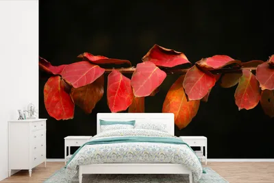 Produktbild von MuchoWow® Fototapete für Wohnzimmer oder Schlafzimmer Wandtapete Vinyl Motivtapete Die roten Blätter auf schwarzem Hintergrund - 360x240 cm - Vinyl-Tapete