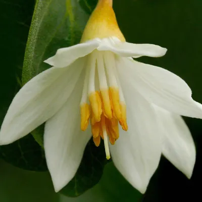 Immagine prodotto di Albero del benzoino (Styrax benzoin) - 2 semi