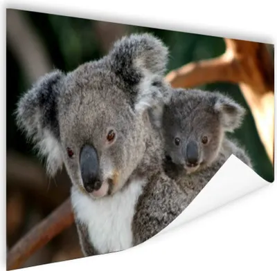 Produktbild von MuchoWow® Poster Koalas - Vater - Kind - Jungen - Mädchen 180x120 cm - Fotoplakat