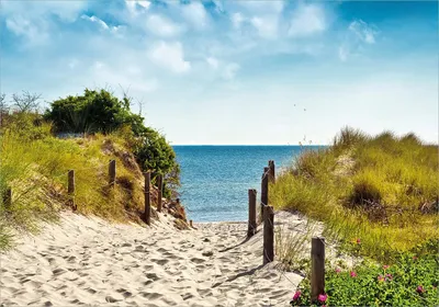 Produktbild von Wallario Poster - Auf dem Sandweg zum Strand, Kunstdruck Größe: 70 x 100 cm