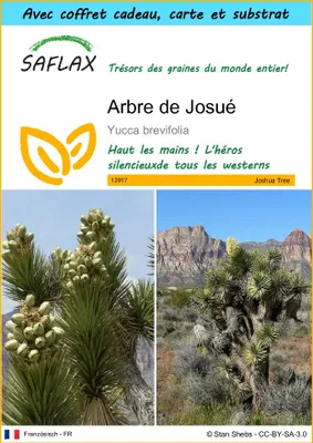 Image de SAFLAX Ensemble-cadeau - Arbre de Josué - 10 graines - Yucca