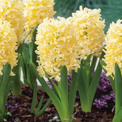 Produktbild von Hyazinthe Blumenzwiebeln Zwiebeln Blumen Hyacinthus Gipsy Princess 16/18 3 St.