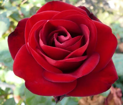 Produktbild von Dehner Rose Edelrose Marlene®, Züchter Tantau, rote Blüten, gefüllt und duftend, 15-30 cm, Topfware