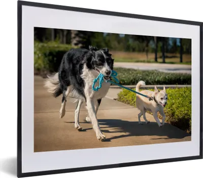 Produktbild von MuchoWow® MuchoWow® Gerahmtes Poster Hund - Seil - Park 40x30 cm - Poster mit zchwarzem Bilderrahmen - Bilderrahmen - Poster im Rahmen