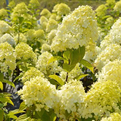 Produktbild von Candlelight Bouquet Hortensie 2L