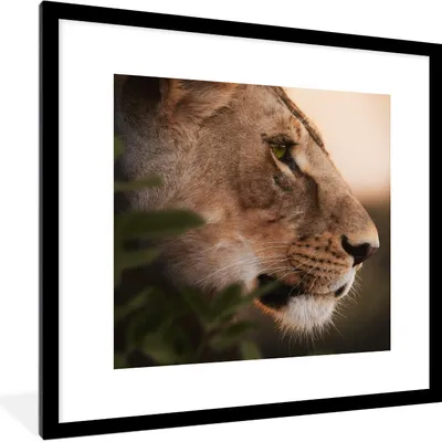 Produktbild von MuchoWow® MuchoWow® Gerahmtes Poster Löwe - Wilde Tiere - Dschungel 40x40 cm - Poster mit zchwarzem Bilderrahmen - Poster - Plakat im Rahmen