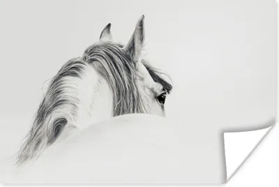 Produktbild von MuchoWow® Poster Pferd - Weiß - Grau 30x20 cm - Plakate - Print