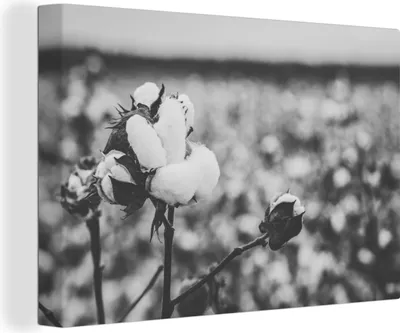 Produktbild von OneMillionCanvasses® - Leinwandbilder - 140x90 cm, Baumwolle - Pflanzen - Schwarz - Weiß, Wandbilder Kunstdruck Wanddekoration - Foto auf Leinwand - Gemälde auf Holzrahmen