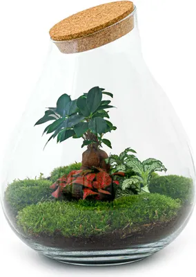 Produktbild von Flaschengarten - Drop XXL Bonsai - Ökosystem mit Pflanzen im Glas - ↑ 43 cm
