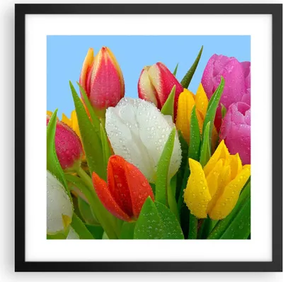 Produktbild von Gerahmtes Poster - Schwarzer Rahmen - Tulpen Blumenstrauß Blumen Tau - 40x40 cm - Wand Bild - Wanddeko - Wandbilder - Wandposter - Bilderrahmen - Bilder - Kunstdruck - Wandbild - P2BAC40x40-2526