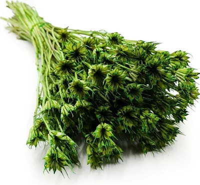 Produktbild von Orientalische Schwarzkümmelblume Getrocknete - (Nigella Orientalis) - Grüne