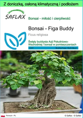 Zdjęcie produktu dla SAFLAX - Garden to go - Bonsai - Figa Buddy - 100 Nasiona - Z doniczką, pokrywą klimatyczną i podłożem do uprawy - Ficus religiosa