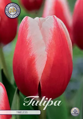 Artikelbild 2 von 'Tulpe Timeless (7 Stück)' aus der Kategorie Tulpenzwiebeln