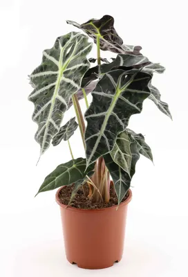 Imagen del producto de Alocasia Polly, planta de interior "Pfeilblatt XXL" de 50 cm