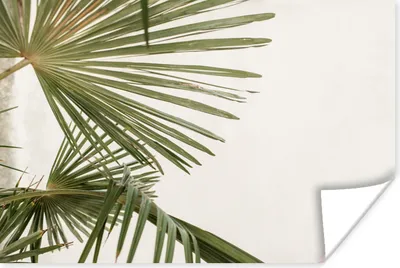 Produktbild von MuchoWow® Poster Palmwedel - Grün - Natur 60x40 cm - Schlafzimmerdekoration