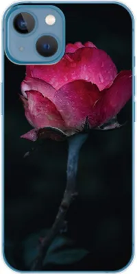 Produktbild von König Design Hülle kompatibel mit Apple iPhone 14 Plus Kunststoff Soft Handyhülle - Handy Case Rose