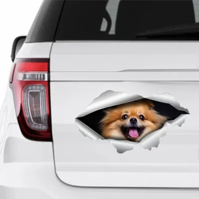 Productafbeelding van 2 Stuks Pomeranian Hond Stickers 15x8 cm, Vinyl Autostickers