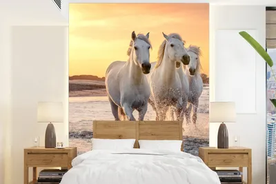 Produktbild von Wandbild - Tier Wandbild Sonne - Meer - Strand - Tiere - Breite 205 cm x Höhe 280 cm