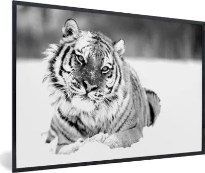 Produktbild von MuchoWow® MuchoWow® Gerahmtes Poster Tiger - Schnee - Schwarz - Weiß 30x20 cm - Poster mit zchwarzem Bilderrahmen - Kunstdruck - Bild-Poster