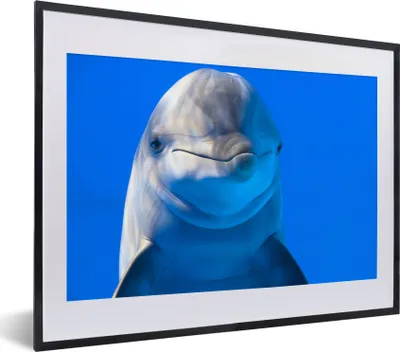 Produktbild von MuchoWow® MuchoWow® Gerahmtes Poster Delfin in einem Aquarium 40x30 cm - Poster mit zchwarzem Bilderrahmen - Bilderrahmen - Poster im Rahmen