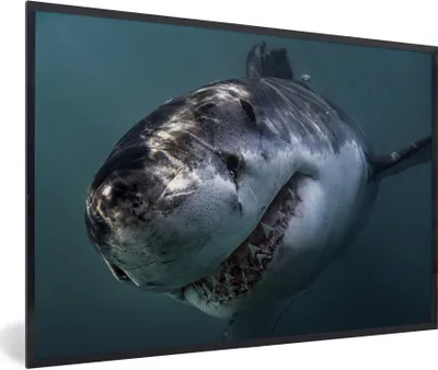 Produktbild von MuchoWow® MuchoWow® Gerahmtes Poster Hai - Weiß - Wasser 90x60 cm - Poster mit zchwarzem Bilderrahmen - Fotorahmen - Foto-Plakat