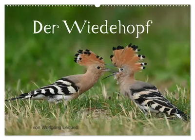 Produktbild von Der Wiedehopf (Wandkalender 2027 DIN A2 quer), CALVENDO Monatskalender