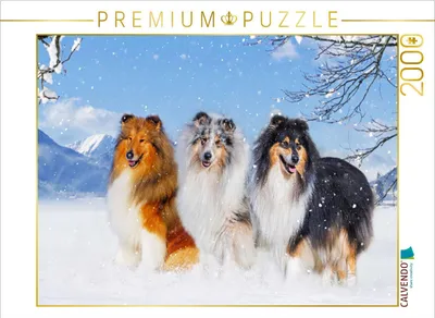 Produktbild von CALVENDO Puzzle Drei Collie-Prachtrüden | 2000 Teile Lege-Größe 90 × 67 cm Foto-Puzzle für glückliche Stunden