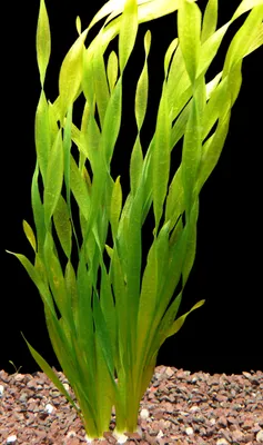 Produktbild von 1 Bund Asiatische Wasserschraube (Vallisneria Asiatica)