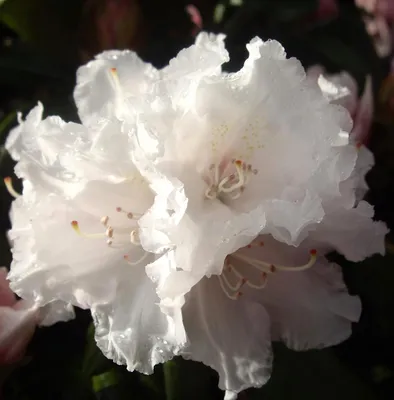Image de INKARHO Rhododendron yakushimanum - Falling Snow - Azalée japonaise 30-40 cm
