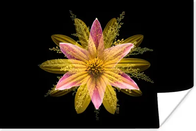 Produktbild von MuchoWow® Poster Eine gelbe Blume auf dem schwarzen Hintergrund 60x40 cm - Schlafzimmerdekoration