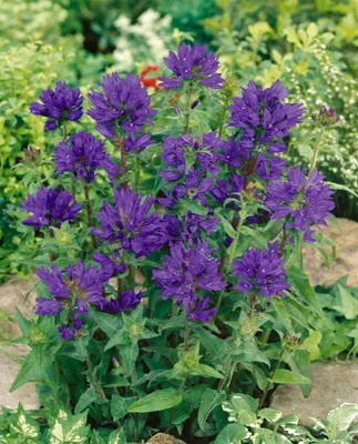 Produktbild von Campanula glomerata 'Superba', Knäuel-Glockenblume, violett, ca. 9x9 cm Topf