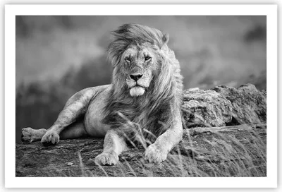 Produktbild von Poster - Poster ohne Rahmen - Löwe Tier Natur - 91,5x61 cm - Wand Bild - Wanddeko - Wandbilder - Kunstposter - Wandposter - Bilder - Kunstdruck - Wanddekoration - Wandbild - P2XAA91x61-3931