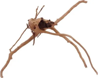 Produktbild von M Moorkienwurzel Nr.2711 Holz Deko Aquascaping