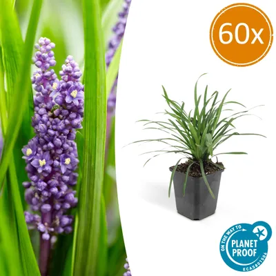 Obrázek produktu pro Liriope muscari 'Moneymaker' - 9cm květináč - sada 60 rostlin