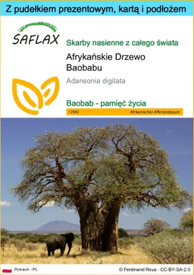 Zdjęcie produktu dla SAFLAX - Zestaw prezentowy - Afrykańskie Drzewo Baobabu - 6 Nasiona - Z pudełkiem upominkowym, etykietą wysyłkową, kartą podarunkową i podłożem uprawowym - Adansonia digitata