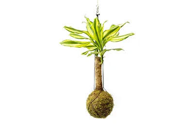 Obrázek produktu pro Gardners Kokedama Dracaena fragrans kmen mix (L)