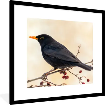 Produktbild von MuchoWow® Gerahmtes Poster Amsel - Vogel - Zweige - Beere - Rot 40x40 cm - Poster mit Schwarzem Bilderrahmen Wandposter Rahmen Foto Bilder - Poster - Plakat im Rahmen
