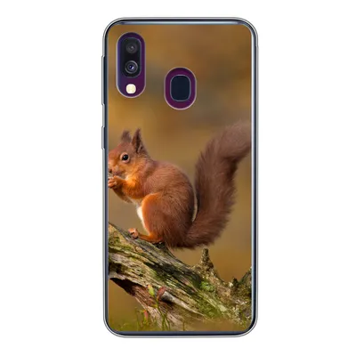Produktbild von MuchoWow® Handyhülle Schutzhülle Hülle für Samsung Galaxy A40 Eichhörnchen - Baumstamm - Wald Silikon Softcase Handy Hülle - Handy-Tasche