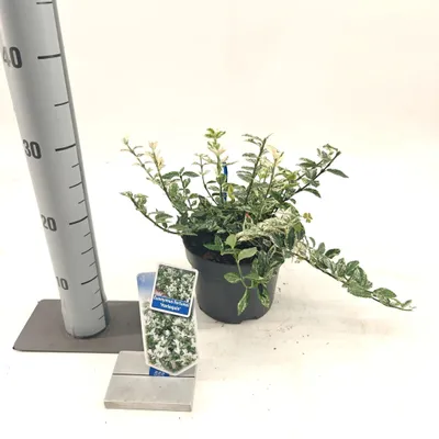 Obrázek produktu pro Euonymus 'Harlequin' – zimolez | 20–25 cm v květináči