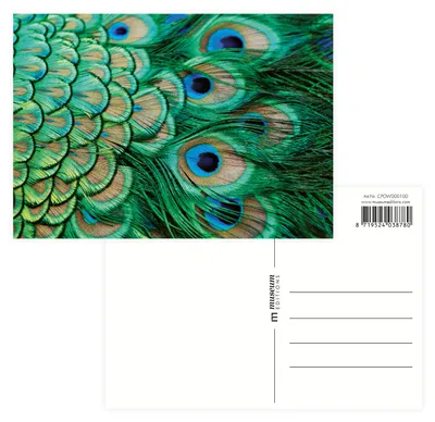 Imagen del producto de Tienda online del museo: postal, plumas de pavo real