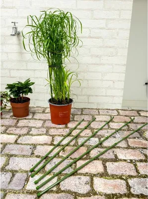 Obrázok produktu pre kolíky na rastliny rozťahovacie 50-80 cm plastové zelené 6 kusov