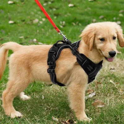 Immagine prodotto di Imbracatura anti-tiro per cani, nera