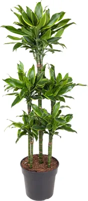 Obrázok produktu pre Everyplants Kolotoč Dracaena Golden Coast - 150 cm, Ø 31 cm