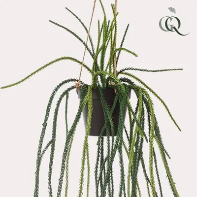 Produktbild von Kunstpflanze Rhipsalis Korallenkaktus 85cm künstliche Hängepflanze Dekopflanze