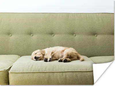 Produktbild von MuchoWow® Poster Schlafendes Hündchen auf dem Sofa 40x30 cm - Plakate für die Wände - Poster Wohnzimmer
