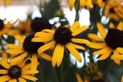 Image de 6 x Rudbeckia fulg. 'Little Goldstar' - Echinacea - Pot 9 x 9 cm